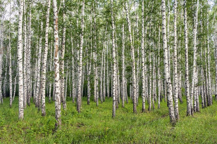 Image of a dense birch forest