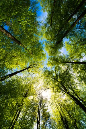 Photo looking up at a tree canopy from the ground